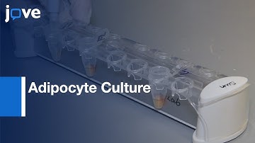 Detection: RNA-Binding Proteins By RNA Pull-Down In Adipocyte Culture l Protocol Preview