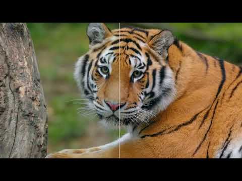 Aiarty Video Enhancer Showcase Clip 6