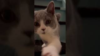 Hier was ik nog een kleine schattig ventje, inmiddels 5kg zwaarder 😹 #shorts #short #cat #cats #kat