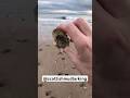 Love SHELLS?? #scotland #shell #beach #shorts