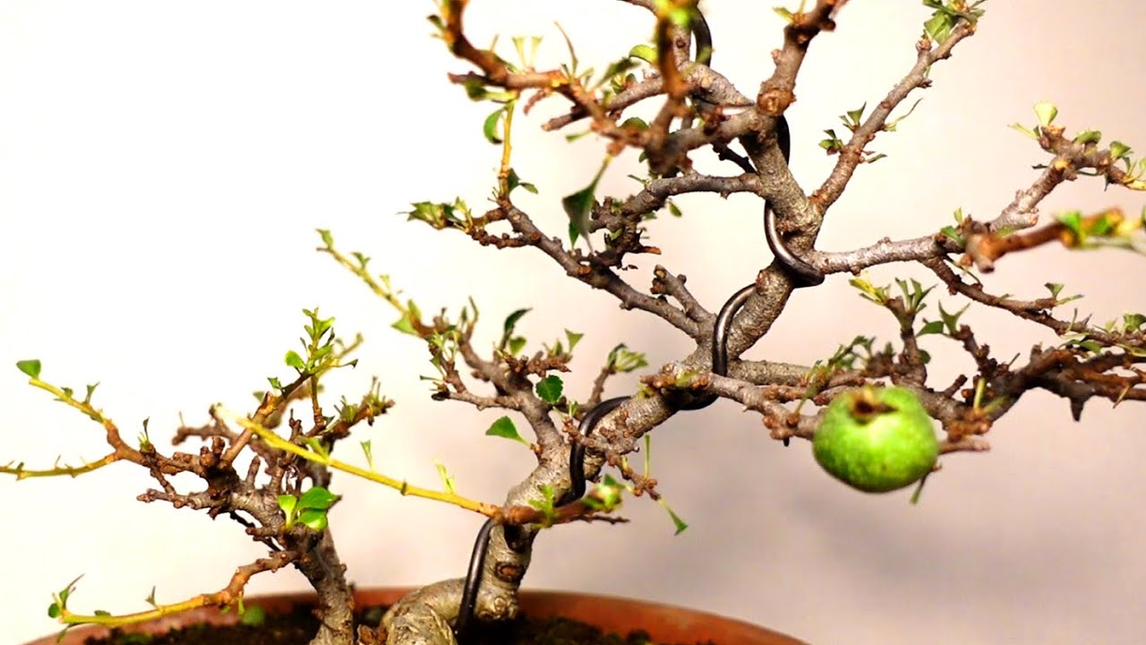 盆栽 夏だ！2020だ！全葉刈りだ！ 長寿梅 Japanese Quince. 2021.7.24