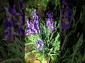 beauty in the yard