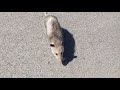 Wild Opossum Just Casually Crossing The Road (4K)