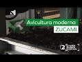 Zucami: LA AVICULTURA MODERNA