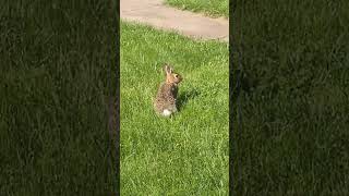 I SEE A WIE RASCULY WABBIT! 🐰🥕🐇👀😆 #wabbit #elmerfudd #looneytunes 💪💯