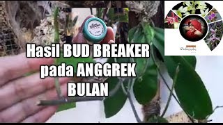 Bud Breaker Cream kemasan 1 gram