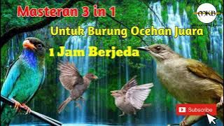 Masteran Full Tembakan Tengkek Buto, Gereja Tarung, dan Kapas Tembak cocok untuk Burung Ocehan Anda