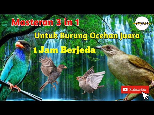 Masteran Full Tembakan Tengkek Buto, Gereja Tarung, dan Kapas Tembak cocok untuk Burung Ocehan Anda class=