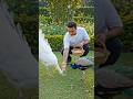 #peacock #amazingfacts