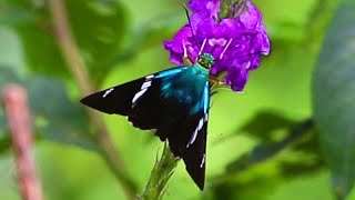 Two Barred Flasher - Skipper butterfly with bright blue colors and two white bars that give the name
