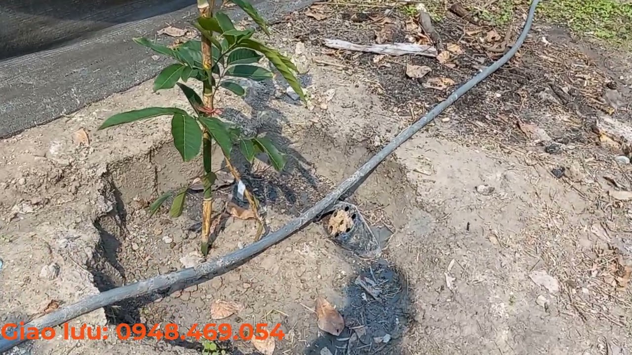 CÁCH TRỒNG CHÔM CHÔM, CÁCH CHĂM SÓC CHÔM CHÔM HIỆU QUẢ | CÂY TRỒNG VÀ CUỘC SỐNG