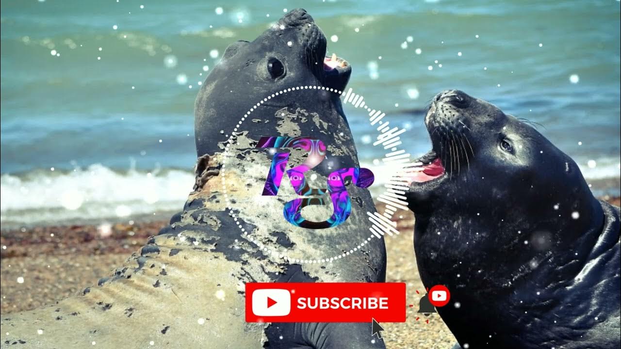 Laughter seal sound effect All seal sounds animal sound effects