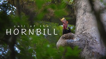 Call of the Hornbill