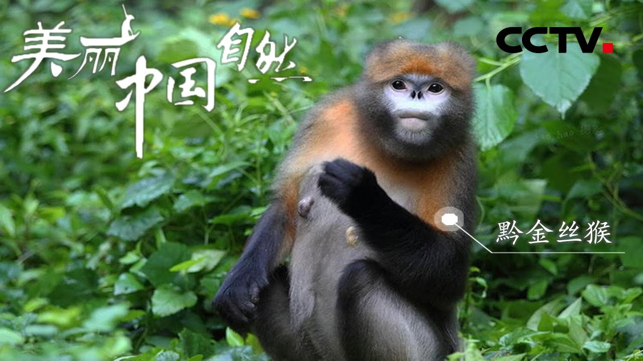 “来无影去无踪” 黔金丝猴的生活习性放荡不羁爱自由！《美丽中国自然》梵净山系列【CCTV纪录】