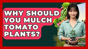 Why Should You Mulch Tomato Plants? - The World of Agriculture