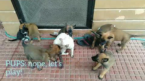 Video 10731141: siamese cat, purebred