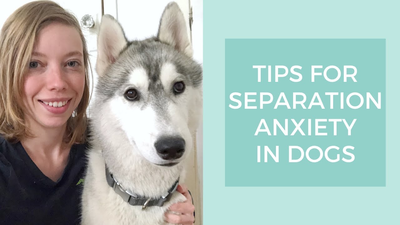 Are Huskies Known For Separation Anxiety