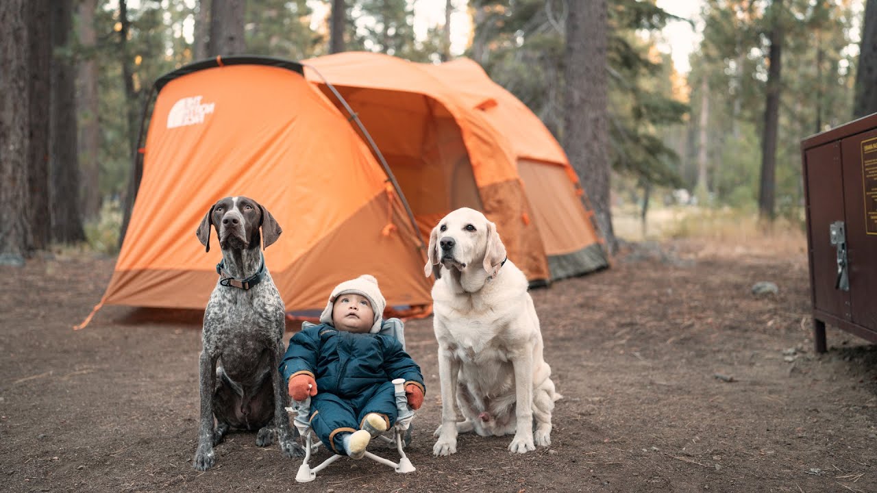 Slow living in the forest : Dogs exploring the Great Outdoors with a Tiny Camper