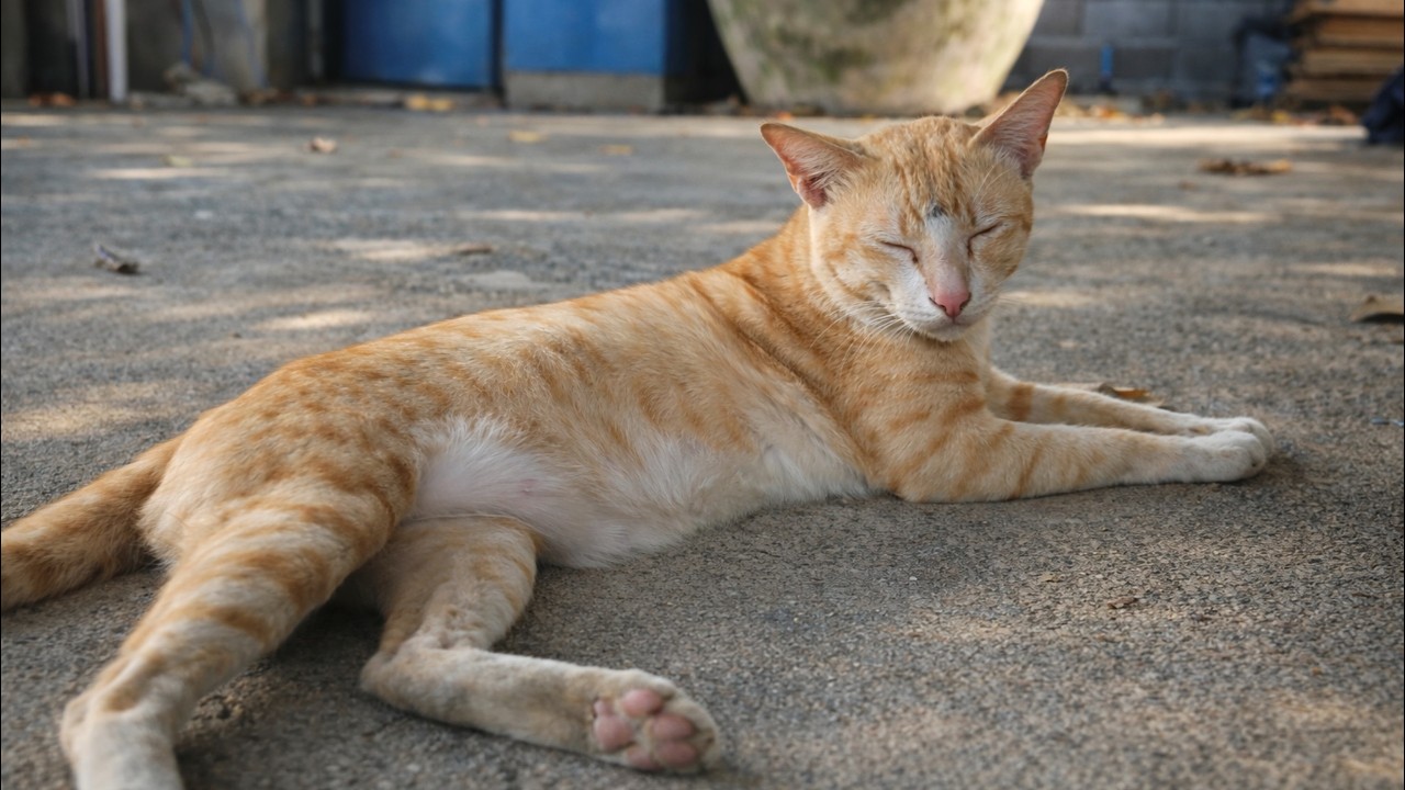 Relaxing Ginger Cat Chilling on the Ground 🐱 | Peaceful Animal Moments