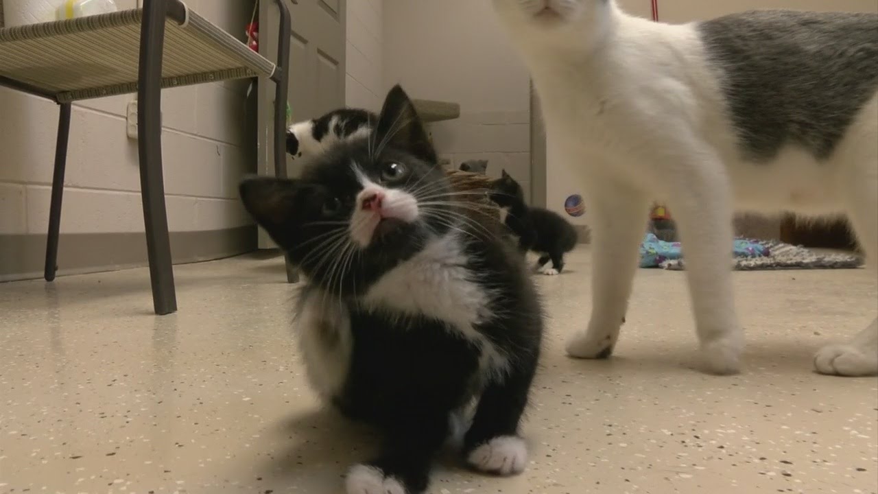 Bridge Home No Kill Animal Shelter's new building comes w/ financial