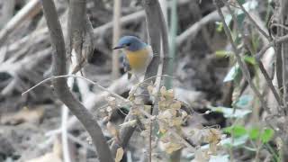 Tickell''s Blue Flycatcher | Cyornis tickelliae