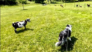 The great GOAT ESCAPE (part infinity 🤣) | Goat vs Dog standoff Cookie still don’t care 😂