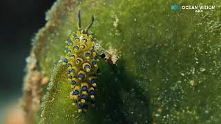 Yellow Costasiella- Cutest Nudibranch!