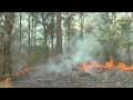 Prescribed Burn with the Florida Forest Service