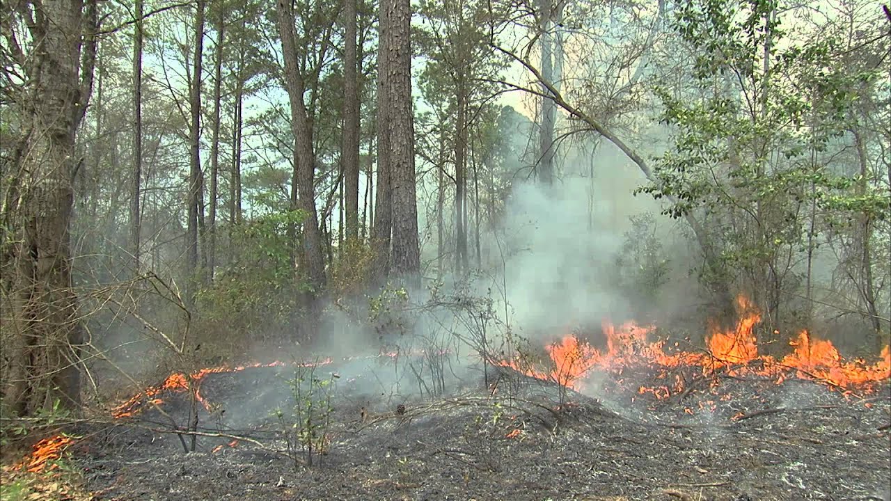 Prescribed Burn with the Florida Forest Service YouTube