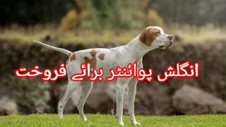 English Pointer Puppy Available For Sale In Pakistan | Pointer Puppy | by Malik Hunter 259 views 3 weeks ago 8 minutes, 16 seconds