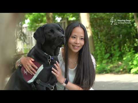 An introduction to Hearing Dogs for Deaf People
