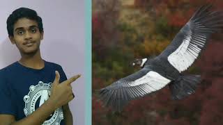 A bird flies 100 miles without flapping wings KA Talks YouTube