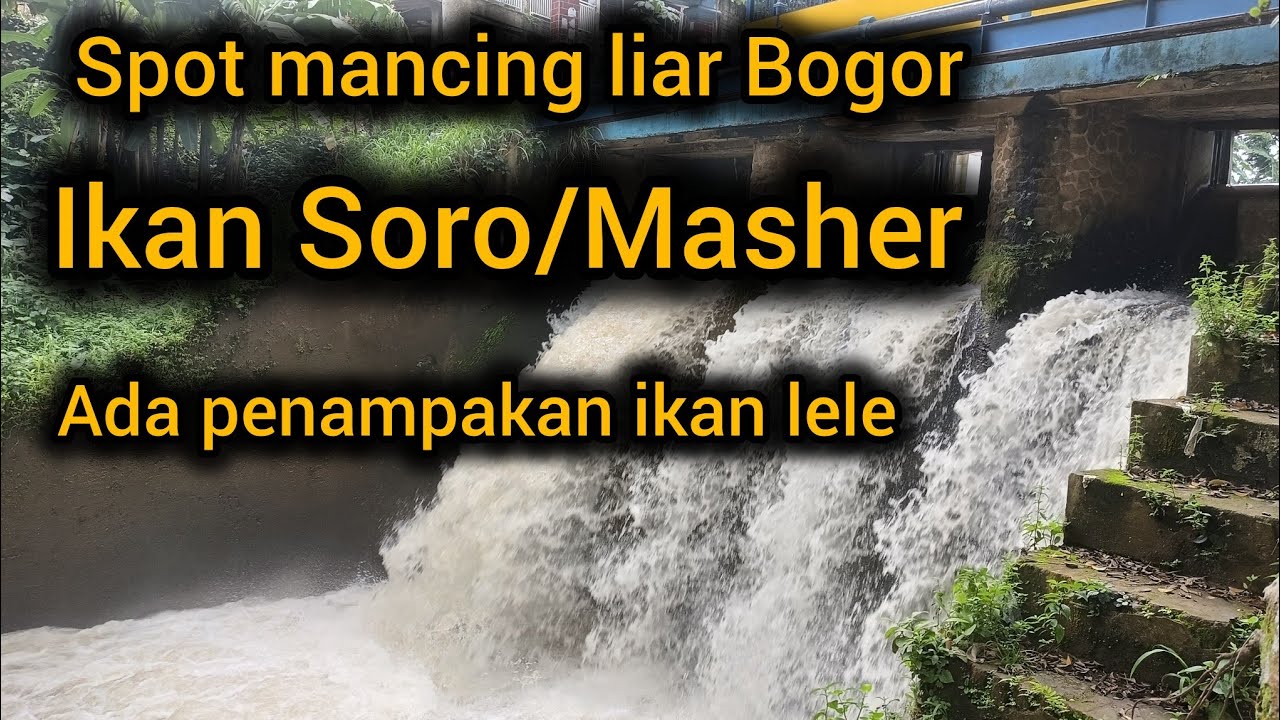 Spot mancing ikan Soro /tambra/masher  di kampung Katulampa Bogor 