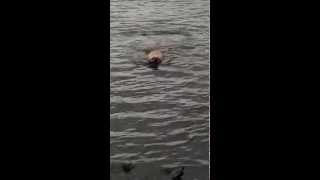 Yellow Labrador Practising His Strokes In Sutton Park