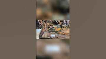 Tiểu cảnh gỗ trắc cũ dáng độc lạ #tiểu_cảnh_gỗ_trắc #gỗ_trắc #tượng_gỗ_trắc_thu_hiền