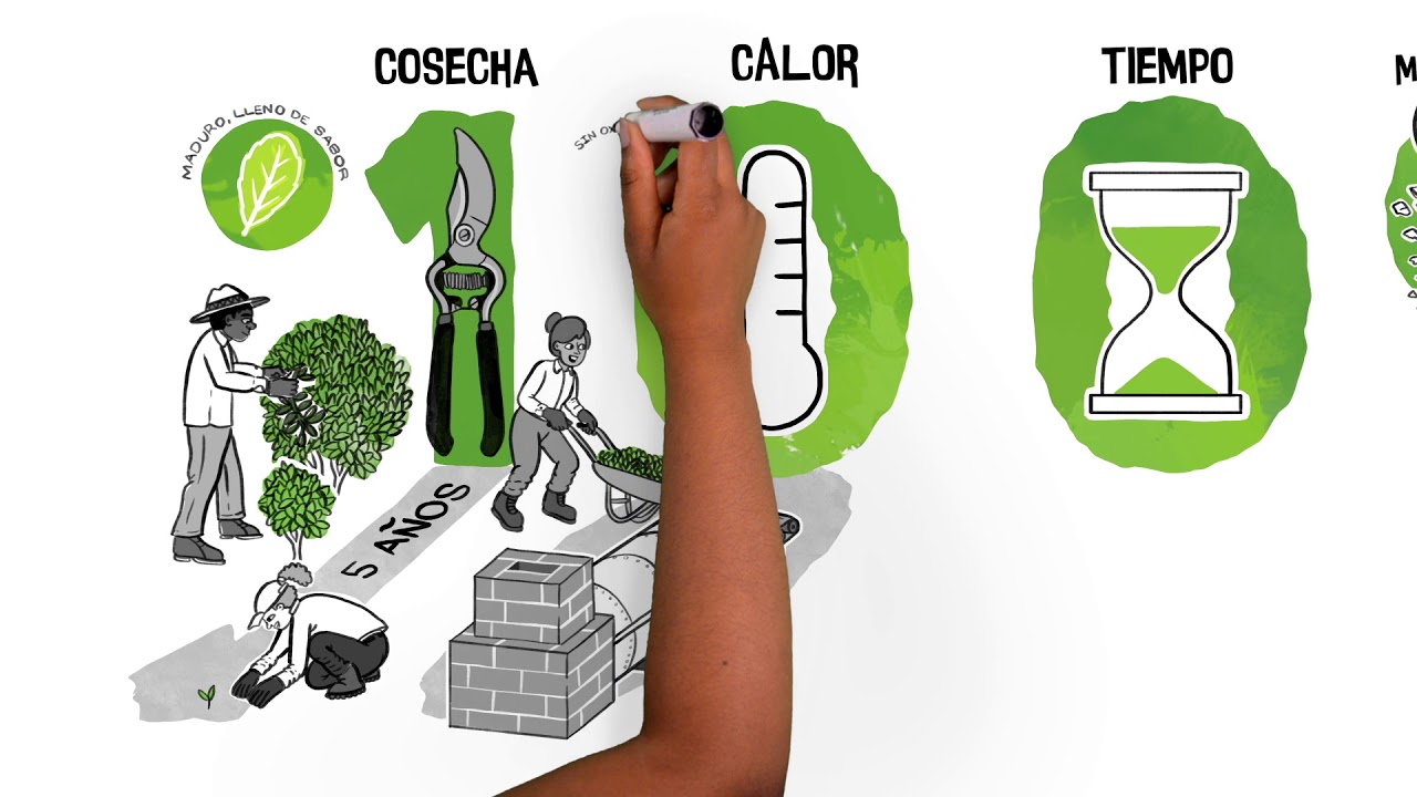 ¿Cómo se elabora la yerba para tus mates?