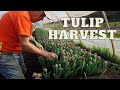 Tulip Harvest!