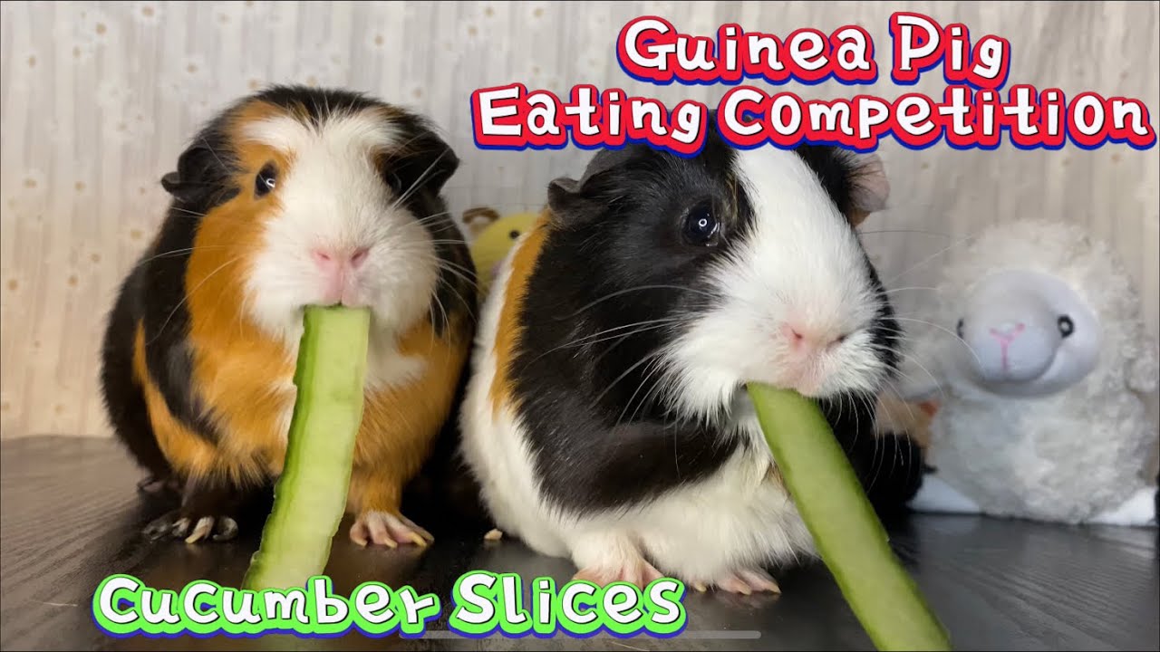 Guinea Pig Eating Cucumber Competition 1 guineapig YouTube
