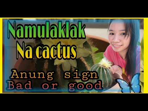 Video: Ano Ang Madalas Na Pamumulaklak Ng Cacti Na May Malalaking Bulaklak