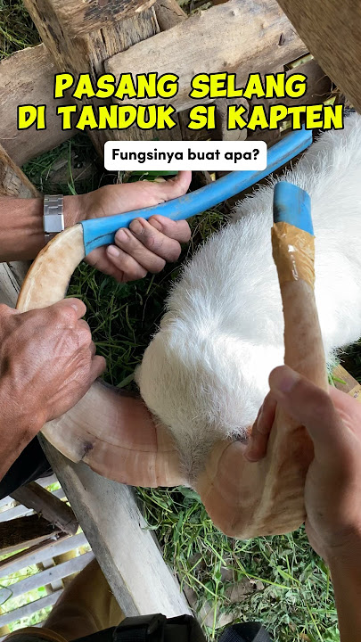 Attach a Hose to the End of a Sheep's Horns, Here's Its Function #sheep #animals #reels