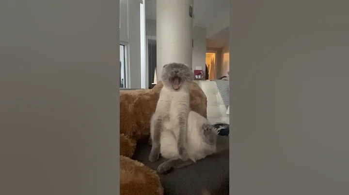 Video 7957021: cats pet catlover cutecat, catlover pets funny cutecat, cute catlover pets cats, pets sleepy