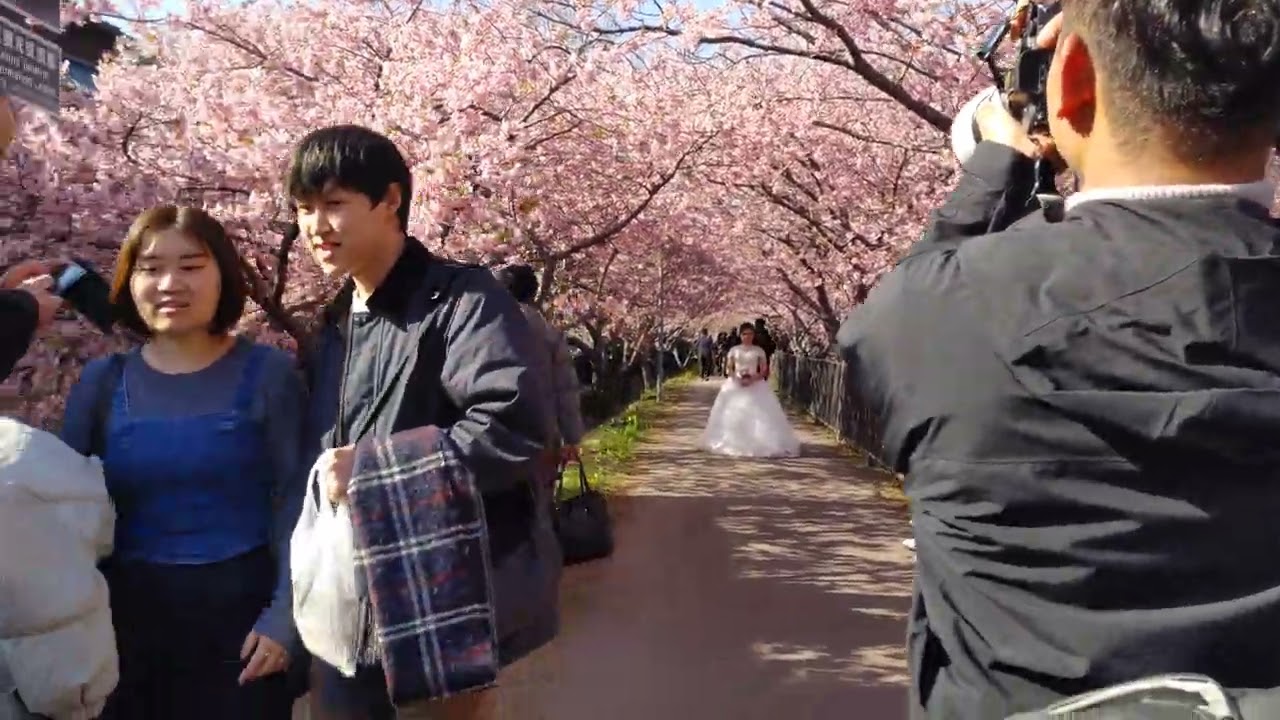 静岡県河津町　河津桜まつり