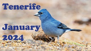 Birds of Tenerife, January 2024