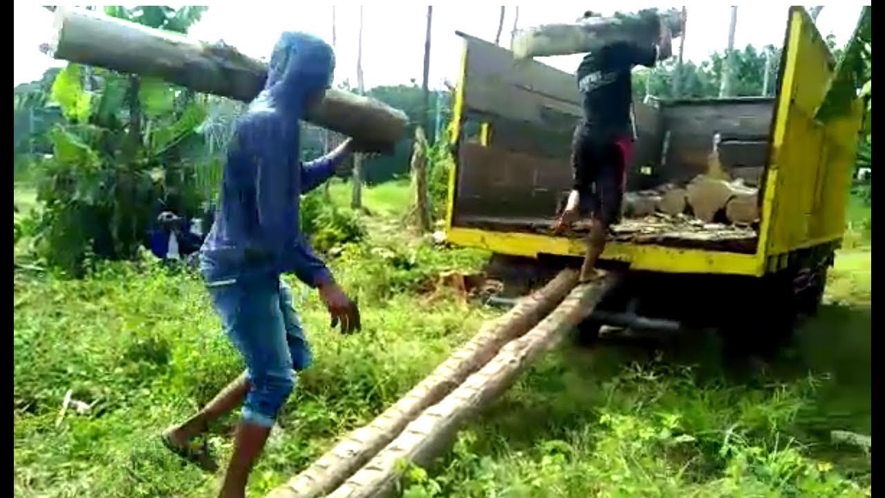 Tebang POHON JATI KPH Balapulang TEGAL YouTube Tebang POHON JATI KPH Balapulang TEGAL YouTube