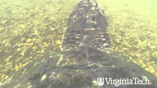 Turtle Cam - Virginia Tech