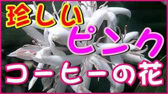 珈琲花 Youtube
