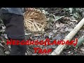 How to build hedgehog trap using bamboo and drive away using smoke, Tropical Rainforest survival