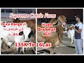 Attractive Price Range Beautiful Qurbani Bulls. Supreme Cattle Farm 2023
