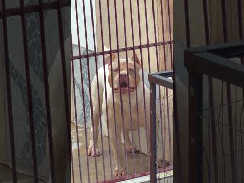 🎨 ANTÁRTICA (SHEIK X BLUE) IRMÃ DE NINHADA DO BITELO! #brazilianbull #pitmonster #americanbully