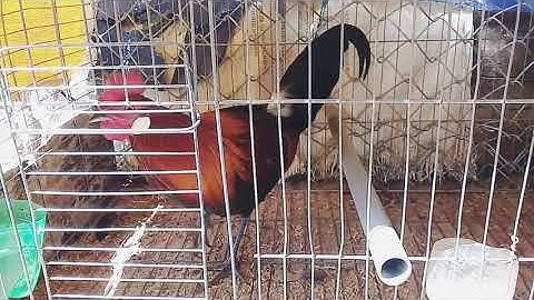 Gà rừng rặc bẫy về được 3 ngày|Gà Rừng Miền Núi